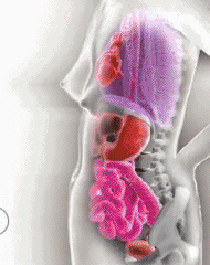 y4.gif